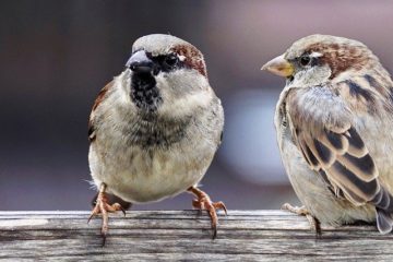 Des moineaux babillent
