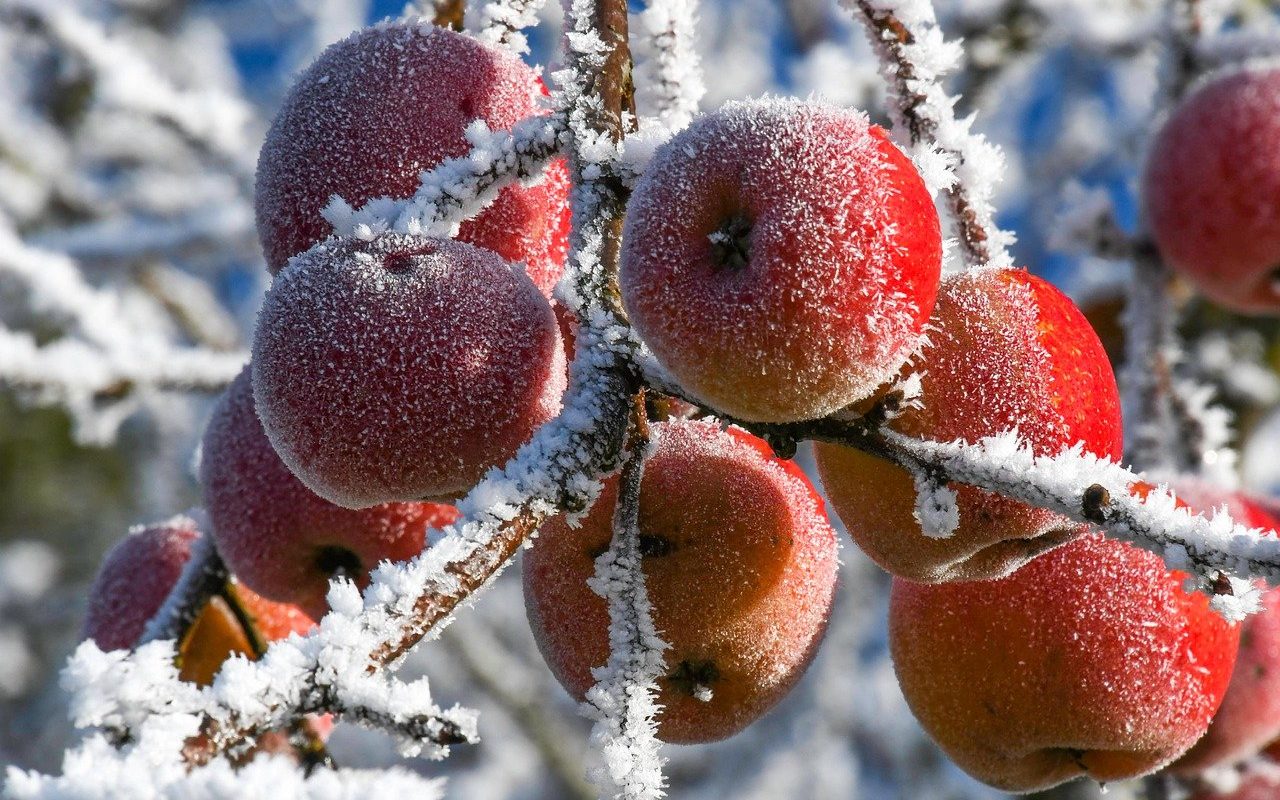 Des pommes en hiver