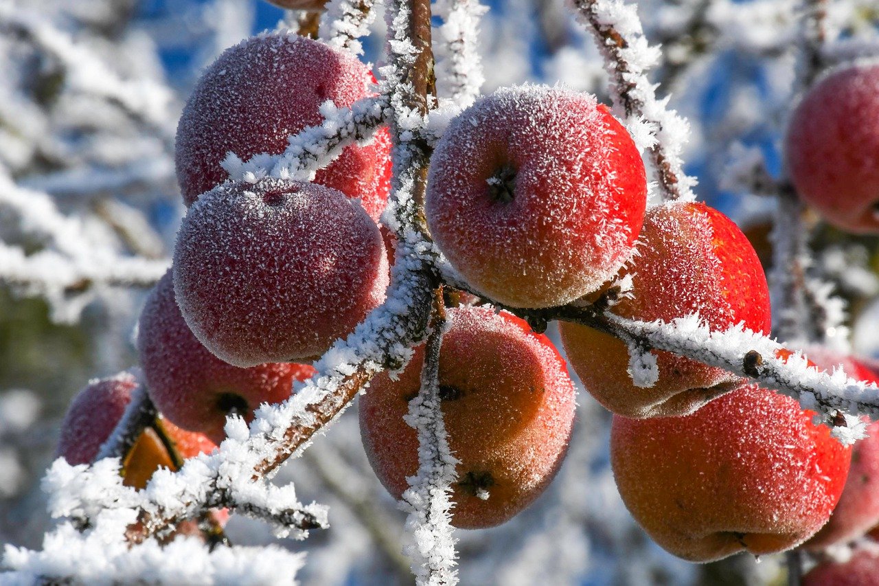 Des pommes en hiver