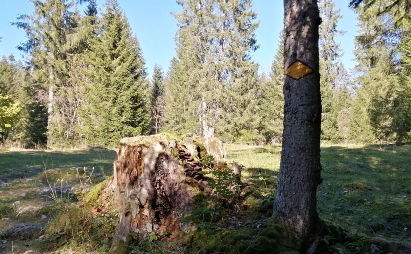 Forêt